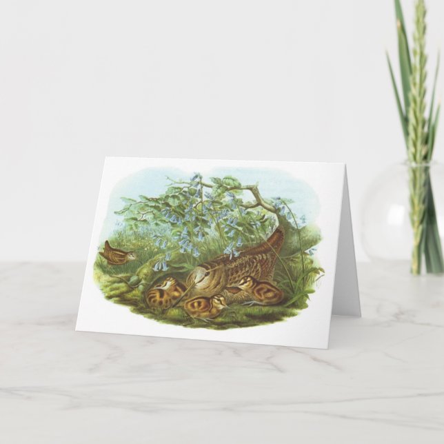 Gould - Waldschnepfe - Scolopax rusticola Karte (Vorderseite)