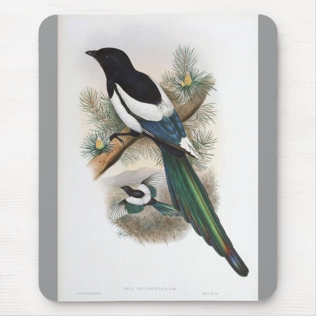 Gould - Weiß-Winged Elster Mousepad (Vorne)