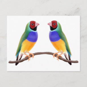 Gouldian Finch Friends Postkarte