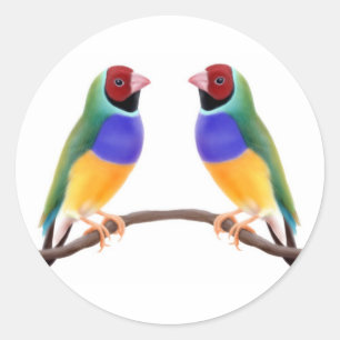 Gouldian Finch Friends Runder Aufkleber