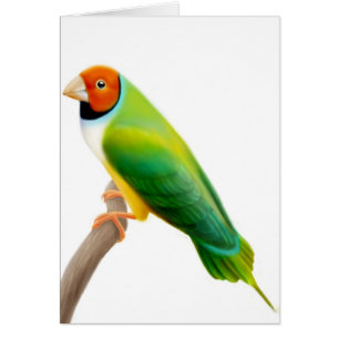 Gouldian Finch Orange geleitet