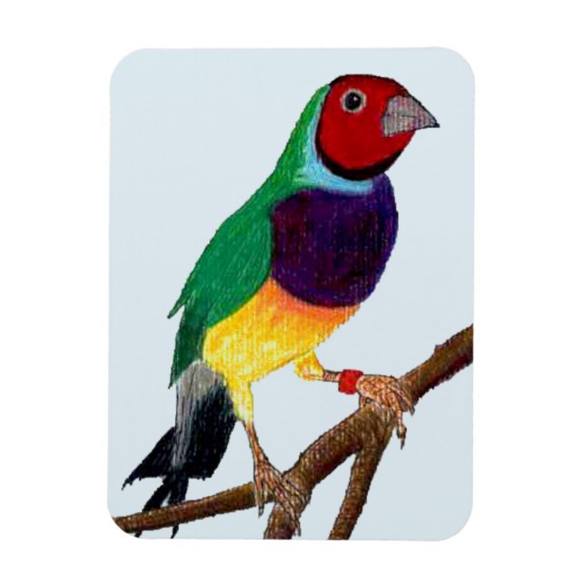 ~ Gouldian Finch ~ Original Art ~ Magnet (Vertikal)
