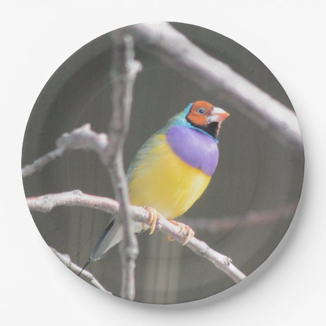 Gouldian Finch Pappteller (Vorderseite)