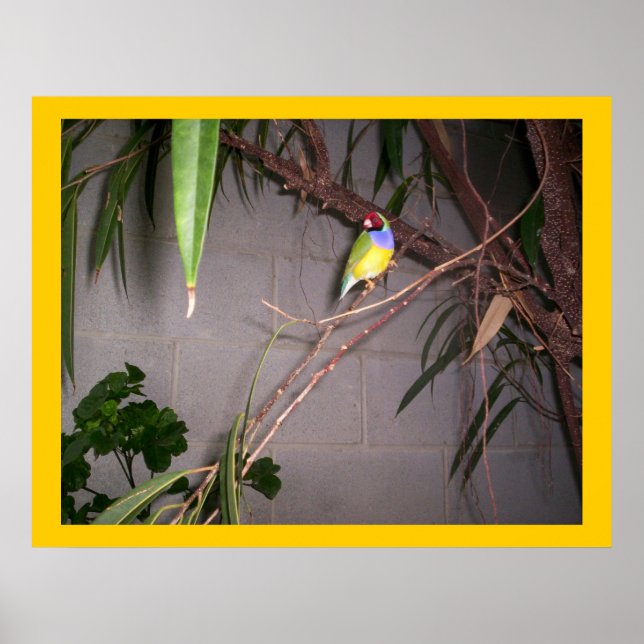 Gouldian Finch Poster (Vorne)