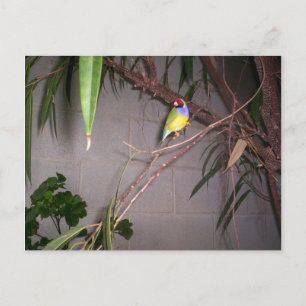 Gouldian Finch Postkarte