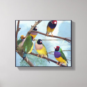 Gouldian Finches Leinwanddruck