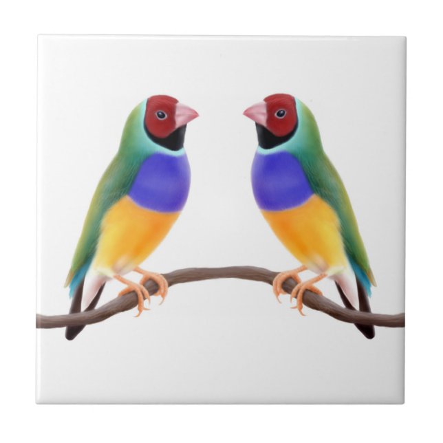 Gouldian Fink-Freund-Fliese Fliese (Vorderseite)