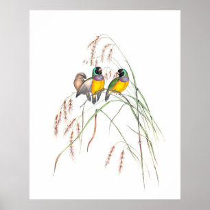 Gouldian-Fink-Vogel-Vintage-Illustrationen Poster