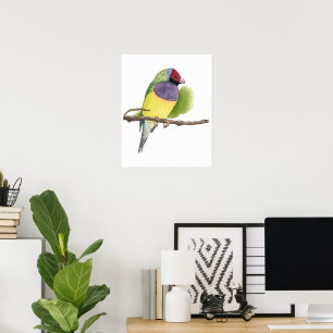 Gouldian-Finkenvogel Poster Australische Vogelku