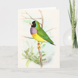 Gouldian Rainbow Finch bedroht Australian Bird Karte