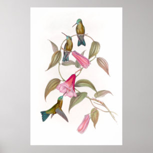 Goulds Hummingbirds Poster