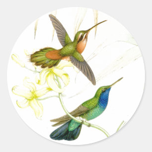 Goulds' Hummingbirds Stickers