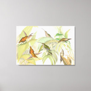 Goulds Hummingbirds Wrapped Canvas Print Leinwanddruck