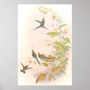 Goulds Kolibri Poster