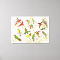 Goulds Lorikeet Papagei Birds Wrapped Canvas Print