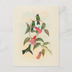 Goulds Waldnymphe   John Gould Postkarte