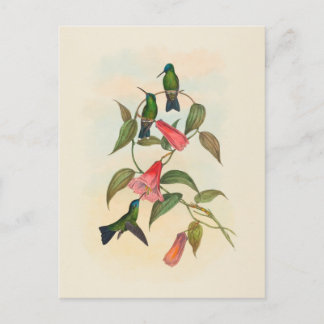 Gould's Wood Nymph | John Gould Postkarte