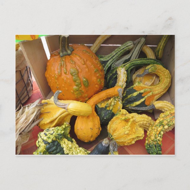 Gourd-Sortiment Postkarte (Vorderseite)