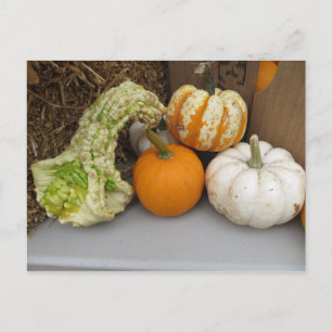 Gourd-Sortiment Postkarte
