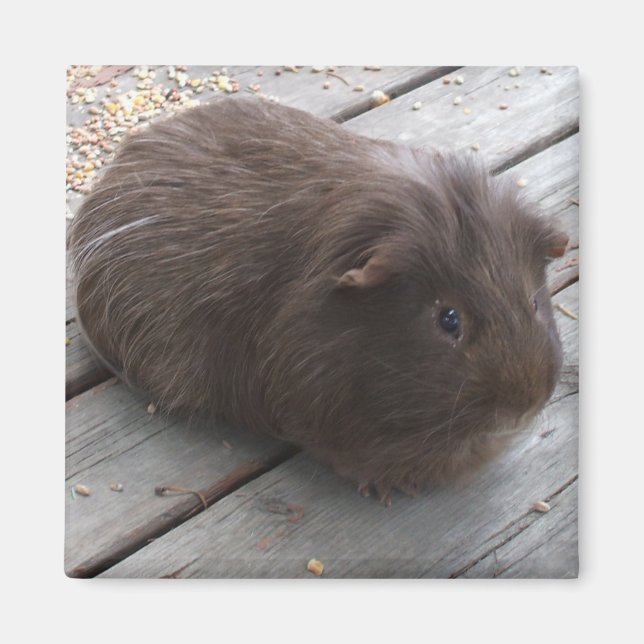 GP-Magnet Magnet (Vorne)