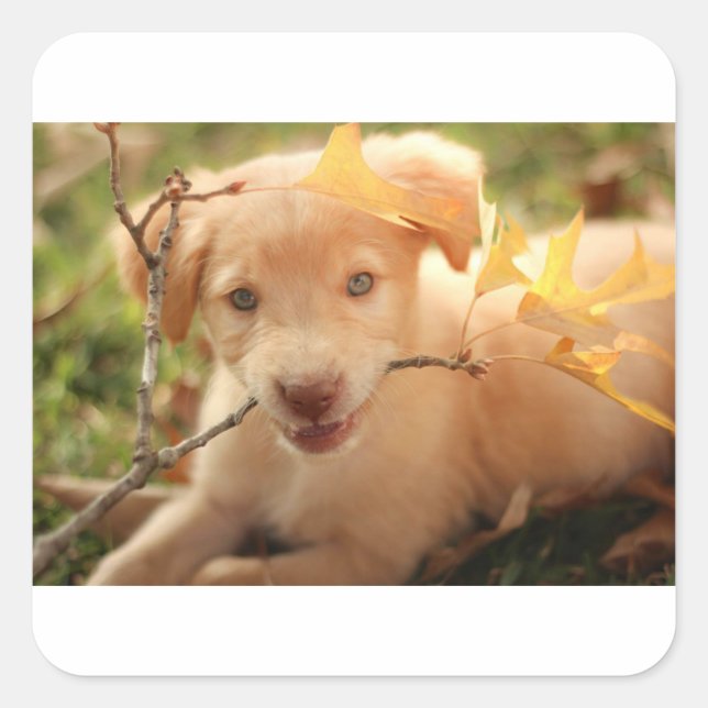 gr pup mit Zweig Quadratischer Aufkleber (Vorderseite)