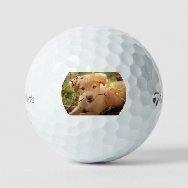 gr Welpe mit Ast Golfball (Vorderseite)
