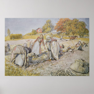 Grabende Potatoes, 1905 Poster