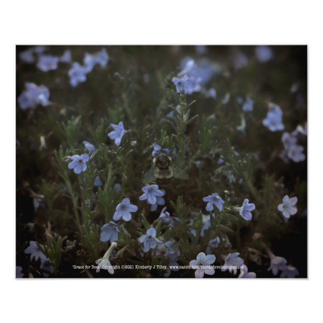 Grace für Bienen Fotodruck (Vorne)