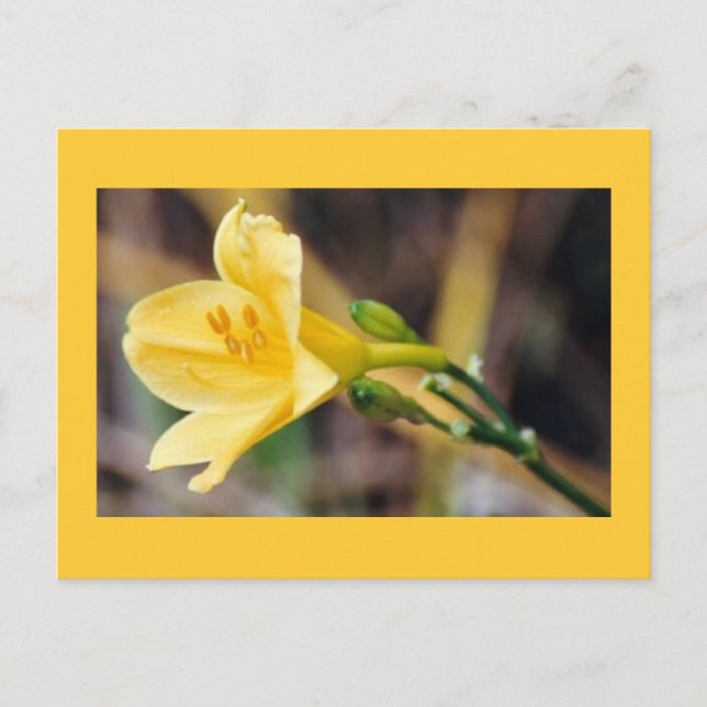 Grace Postkarte (Vorderseite)