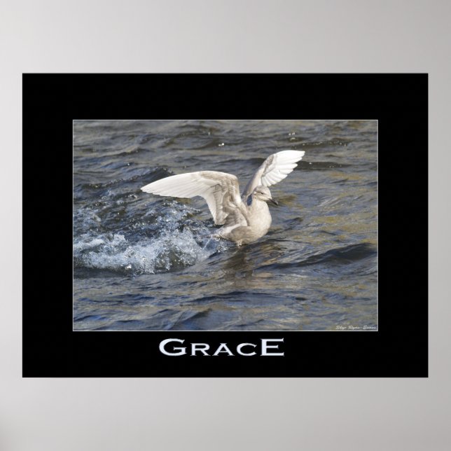 GRACE Sea Gull Landing Foto Poster (Vorne)
