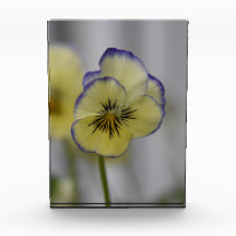 Grace Whispery: Gelb und Violett Pansy Bloom