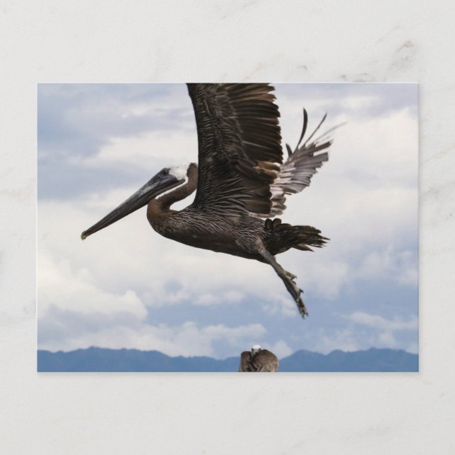 Graceful Brown Pelican Postkarte (Vorderseite)