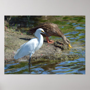 Graceful Egret bird and Enck Poster