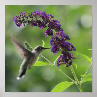 Graceful Flight: Hummingbird explodiert