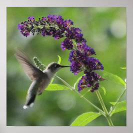 Graceful Flight: Hummingbird explodiert Poster