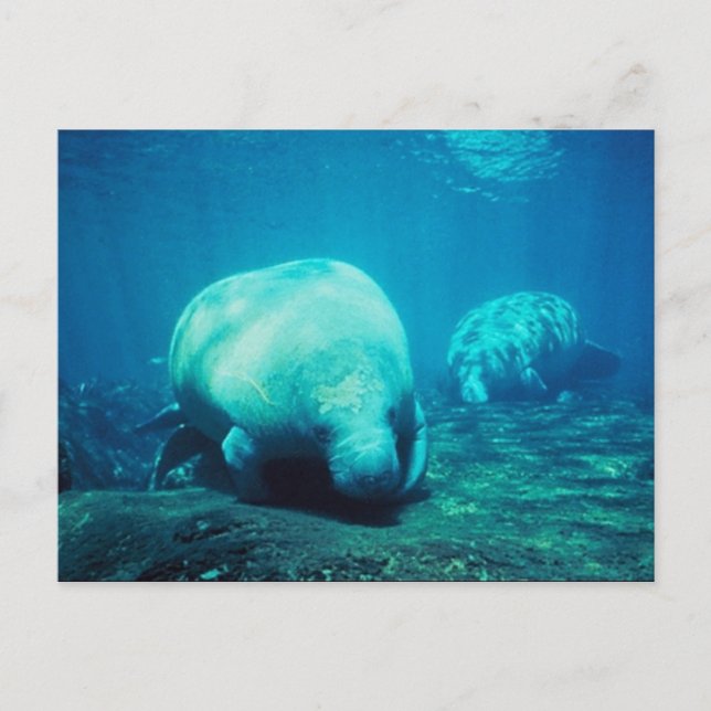 Graceful Florida Manatees Post Card Postkarte (Vorderseite)