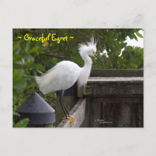 Graceful fluffy Egret Bird Postcard Postkarte