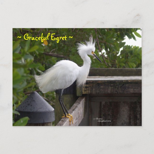 Graceful fluffy Egret Bird Postcard Postkarte (Vorderseite)