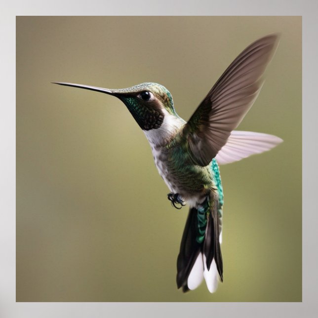 Graceful Hummingbird- Nature Fotografy Poster (Vorne)