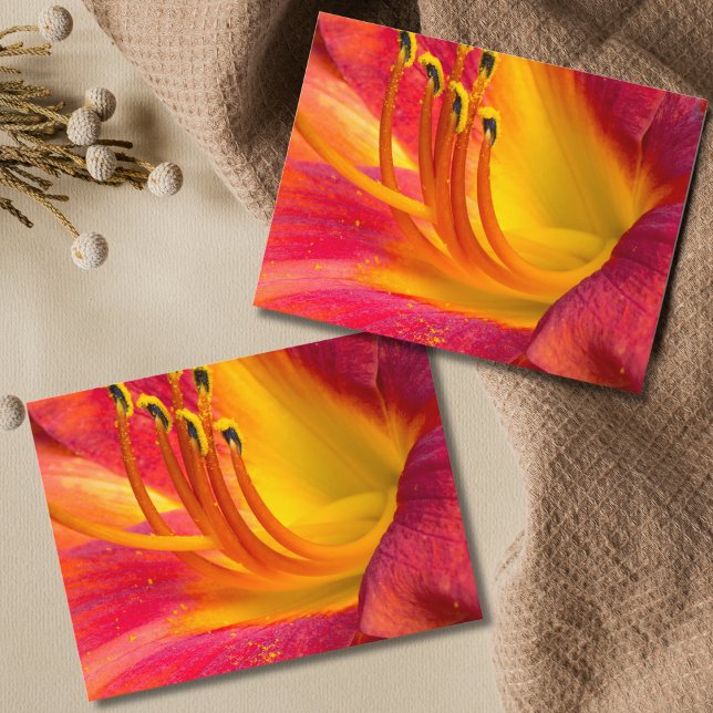 Graceful Red Taglilie Postcard Postkarte (Von Creator hochgeladen)