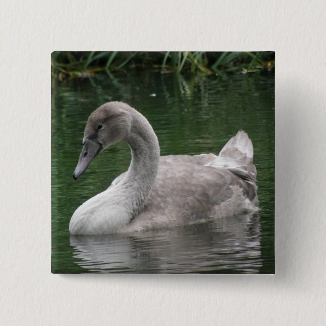 Graceful Swan on Water Button (Vorderseite)