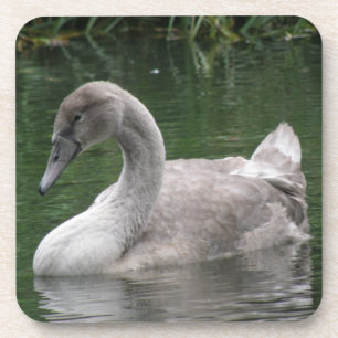 Graceful Swan on Water Cork Untersetzer