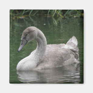 Graceful Swan on Water Magnet