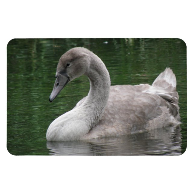 Graceful Swan on Water Premium Magnet (Horizontal)
