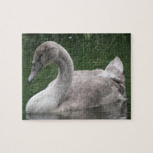 Graceful Swan on Water Puzzle