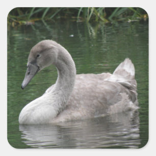 Graceful Swan on Water Stickers