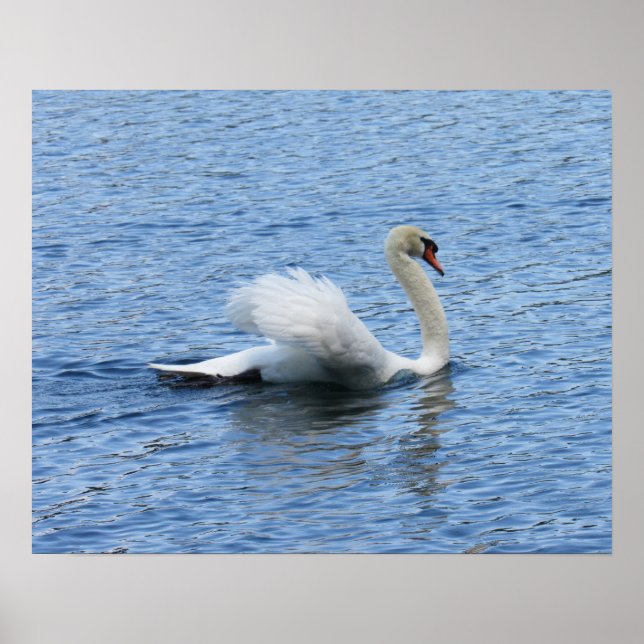 Graceful Swan Poster Print (Vorne)