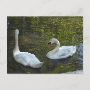 Graceful Swans Postkarte