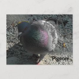 Graceful-Taube Postkarte