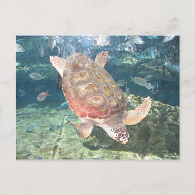 Graceful Turtle Postcard Postkarte (Vorderseite)